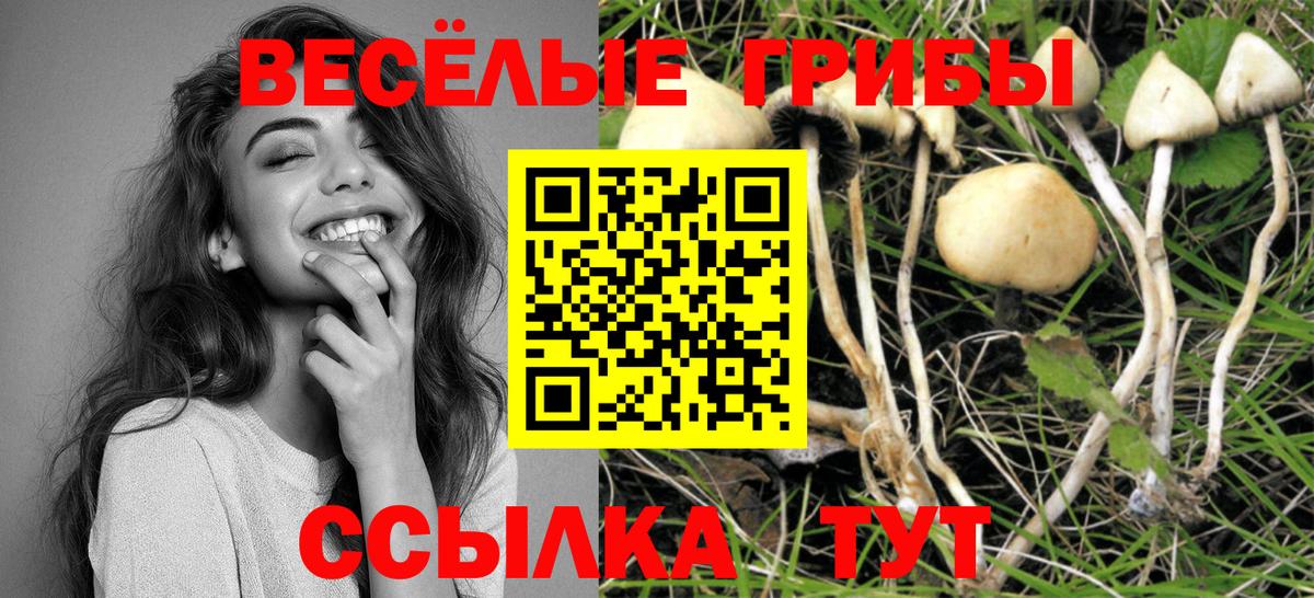 Галлюциногенные грибы Psilocybe Волхов